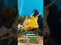 “Beautiful but Deadly — The Poisonous Longhorn Cowfish”