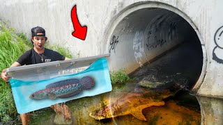 I Found a Hidden Tunnel INFESTED with MONSTER Fish!! *Ft. Temu Products*