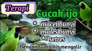 Terapi cucak ijo ampuh !!!!!