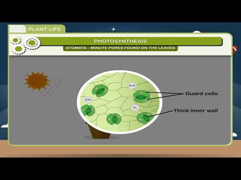 Plant Life class-7