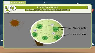 Plant Life class-7