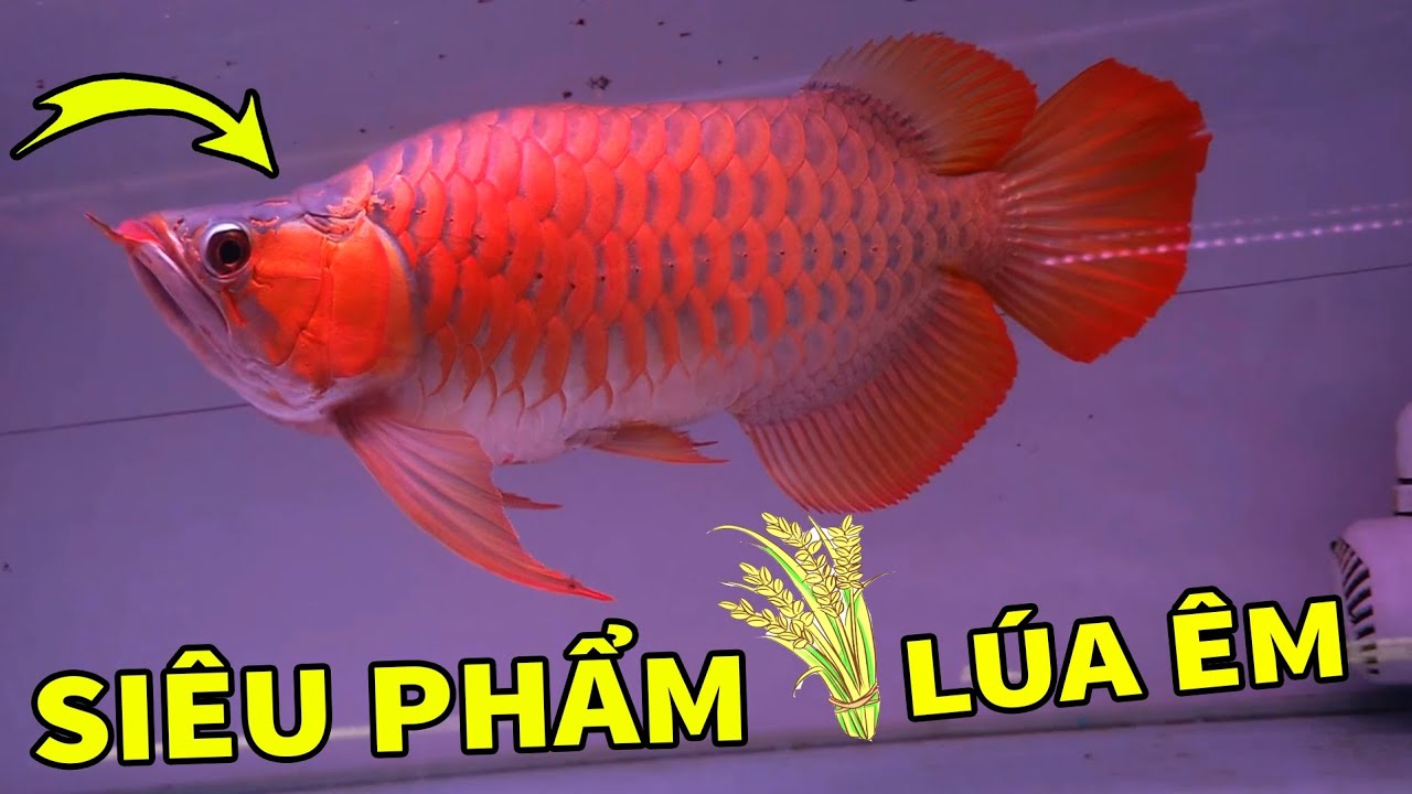 Lên Siêu Phẩm Semi Fafu Đuôi Càng Khủng Lúa Êm, Bói Abino | Rồng Cần Thơ 