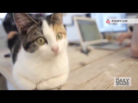 An office full of... CATS?!
