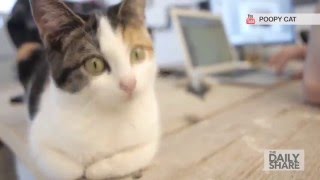 An office full of... CATS?!