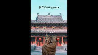 #коты #мемы #мемыскотами #китай