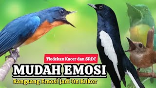 TERBUKTI AMPUH, MERANGSANG EMOSI TLEDEKAN GUNUNG, SRDC DAN KACER