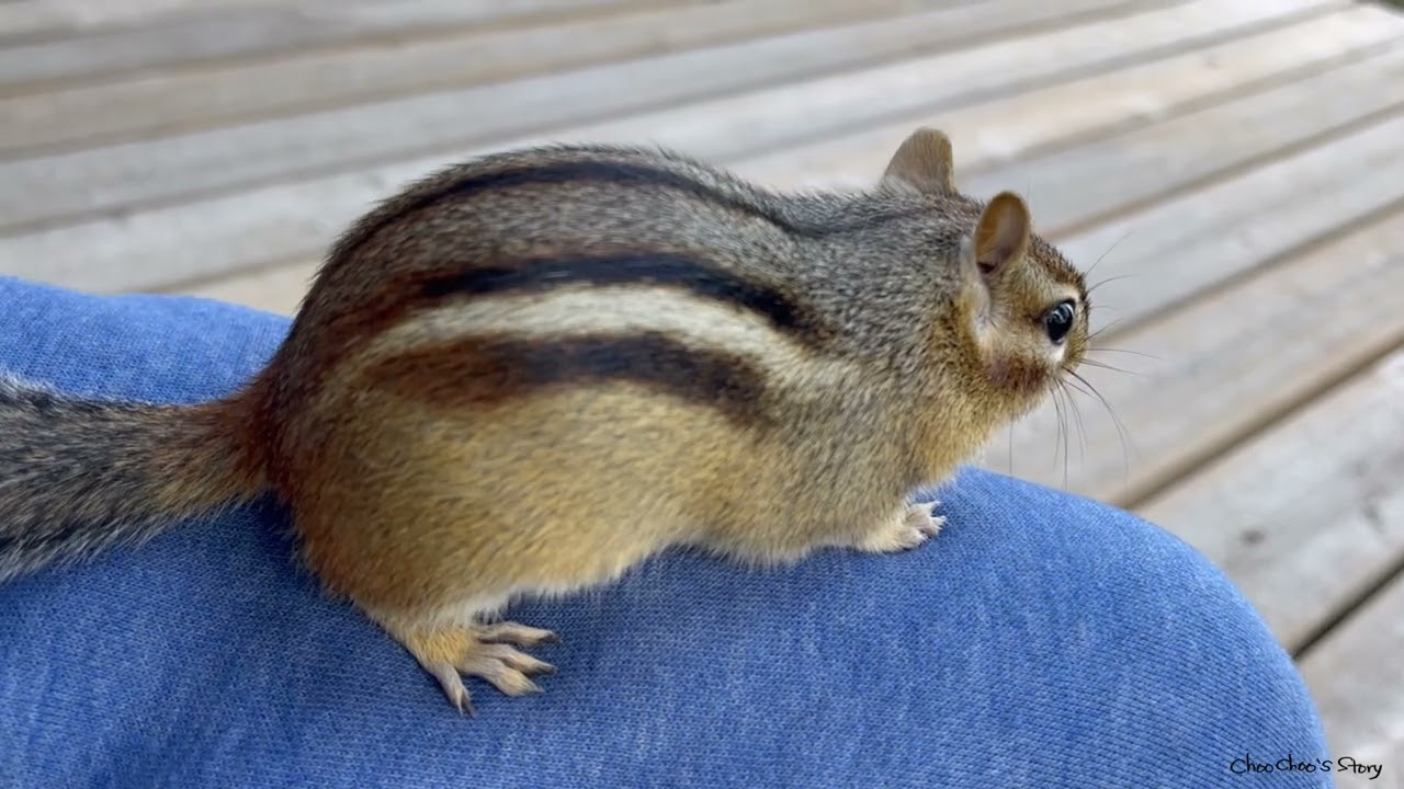 내 무릎에 앉은 임신한 다람쥐