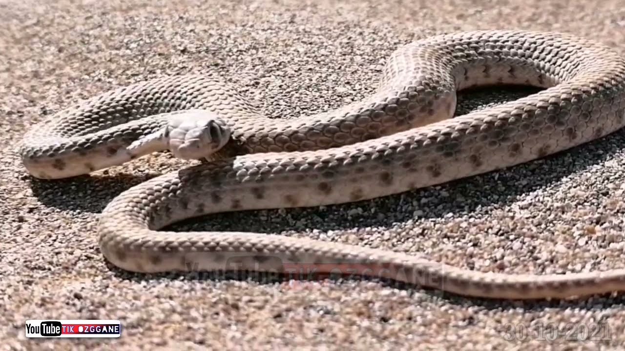 Iẓiṭ Amzwr _ False Cobra | Made by: Tikrizza