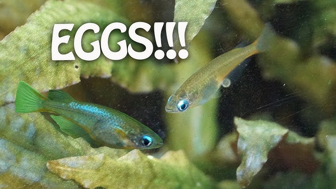 オリジアス ウォウォラエ Oryzias Woworae Oryzias Woworae Youtube