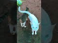 shortsvideo.sub.like.adineeodhamolalla. #shortvideos #cat