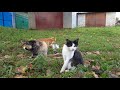 Stray cats // Street cats // Бездомные коты // Уличные коты!