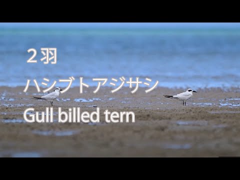 【２羽】ハシブトアジサシ Gull billed tern