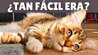 EVITA que tu gato se ABURRA ➡ 12 ideas geniales para ENTRETENER a tu gato en CASA