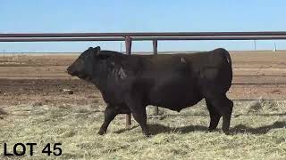 LOT 45