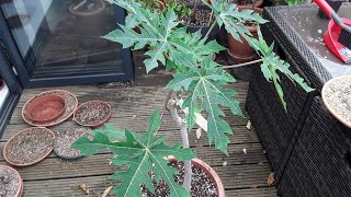 How is my only surviving tropical papaya ( #caricapapaya ) looking after Winter ?