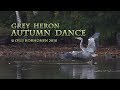 Strange lonely autumn dance of a young grey heron  la danse dun jeune hron cendr seul