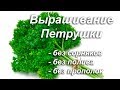 ПЕТРУШКА. Урожай 100%. БЕЗ СОРНЯКОВ, ПОЛИВОВ и ПРОПОЛОК!