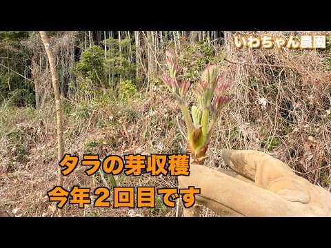 今年最後のタラの芽２キロ タラの芽収穫 今年2回目 - YouTube