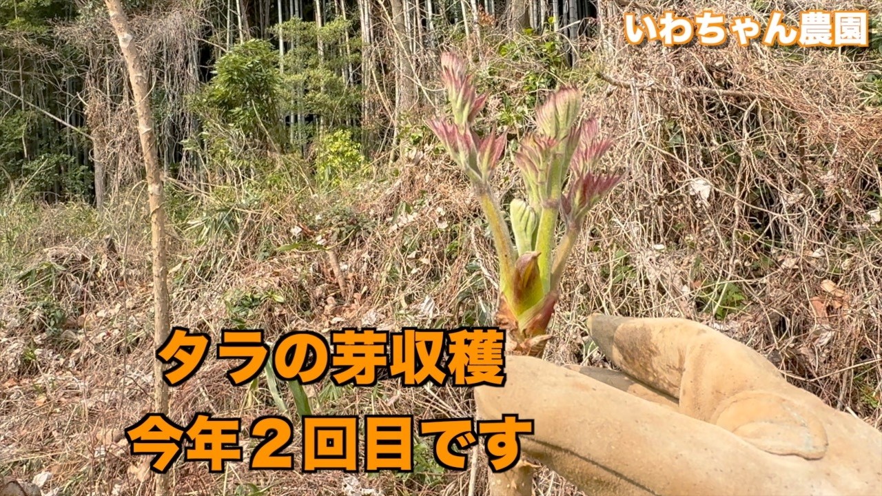 今年最後のタラの芽２キロ タラの芽収穫 今年2回目 - YouTube