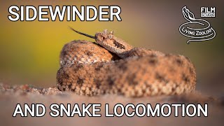 Venomous Sidewinder rattlesnake, sidewinding and other types of snake movement, snakes of the world