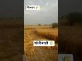 खेतीबाड़ी 🌾🔥 #viral #kuldeepaulina #trending #youtube #youtubeshorts #shorts #farmer #farming