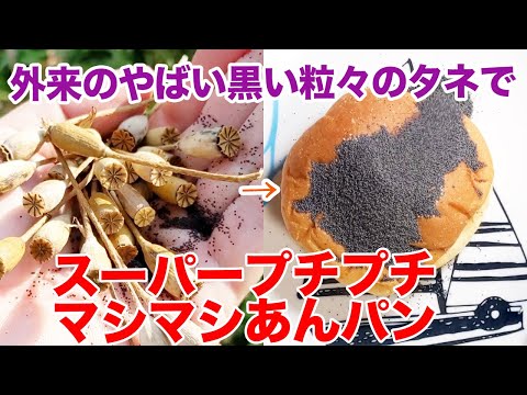 やばい外来植物の種でスーパープチプチマシマシあんパン食べる