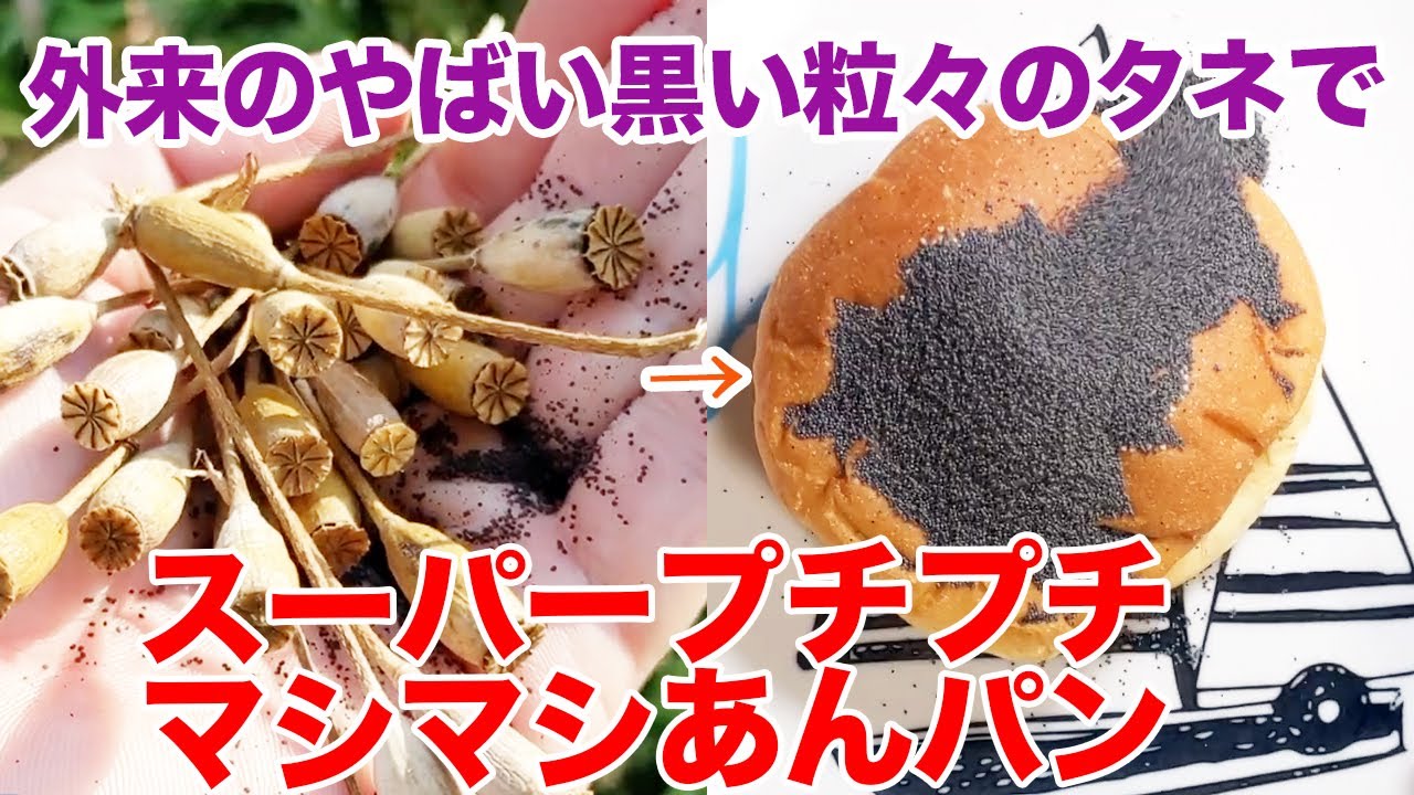 GUAPI種子 Eating Super Pop-Pop Masimasi Anpan with dangerous invasive plant