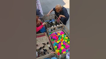 Thumbnail of Mengkap Anak Ayam Imut Pink #anakayamlucu #ayamwwl #anakayam #citcitcuit #trendingshorts #ayamwarna