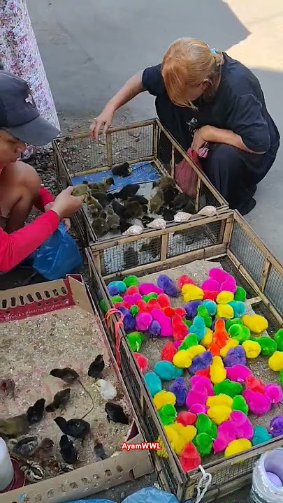 Mengkap Anak Ayam Imut Pink #anakayamlucu #ayamwwl #anakayam #citcitcuit #trendingshorts #ayamwarna