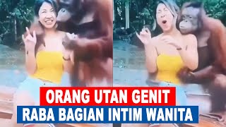 Viral‼️ ORANG UTAN GENIT, Raba Bagian Intim Wanita