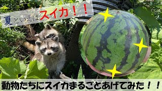 【夏といえばスイカ！！】動物たちにスイカまるごとあげてみた！！