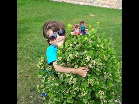 ولد الهدى طيور الجنة