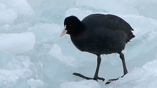 Лысуха (Fulica atra)