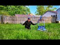 Epic yard makeover with the senix x6  can battery power handle an overgrown lawn