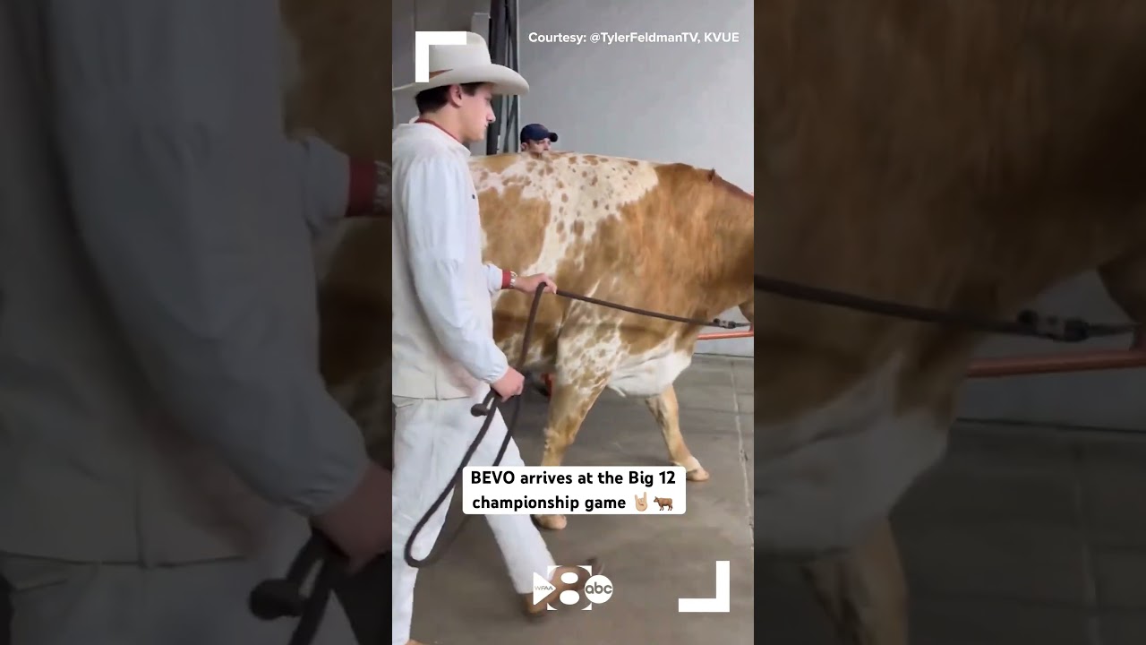 BEVO arrives at 2023 Big 12 championship game | Texas Longhorns vs. Oklahoma State Cowboys