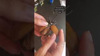 pining a beetle entomologist pins