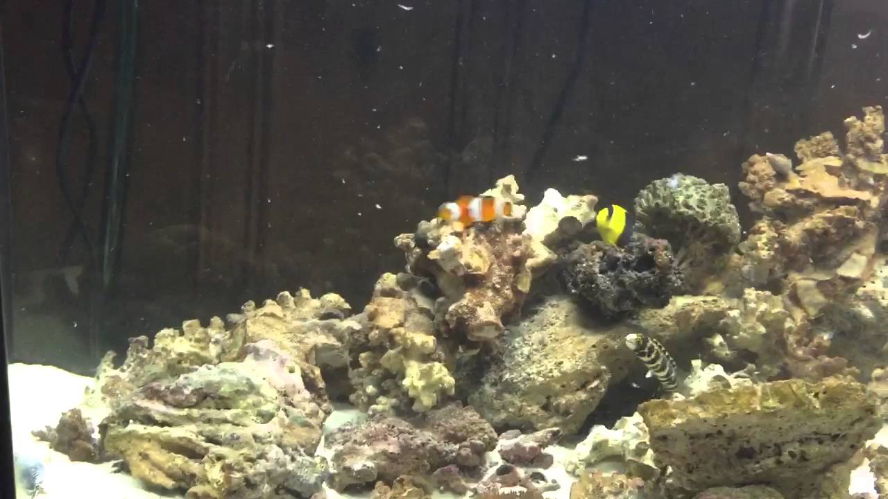 Humu Picasso Triggerfish, Bi Color Angel, Clown Fish and Snowflake Eel ...