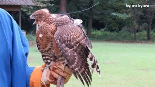 ハイブリッドな?鷹(鷹匠の鷹さん) Falconry| Kyuru Kyuru ハイブリッドな?鷹(鷹匠の鷹さん) Falconry| Kyuru Kyuru