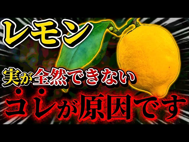 Lemon] This is the reason why the fruit does not grow. What should