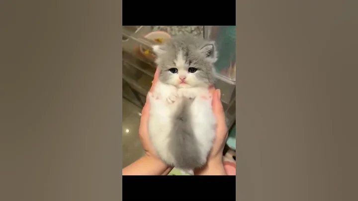 Video 11325201: cat kitten baby pets, cat kitten pets funny, cat kitten cute pets, cat cute kitten fluffy, kitten fun