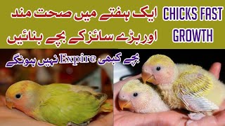 Love Birds Chicks Food | Soft food for love birds | Fast growth of chicks || SM Shaheen Birds || screenshot 5