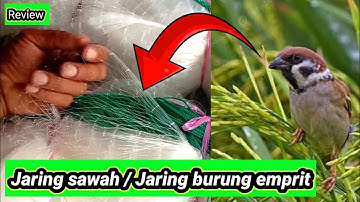 Sparrow Nets, Rice Field Nets, Rice Nets, Here are the descriptions and prices.