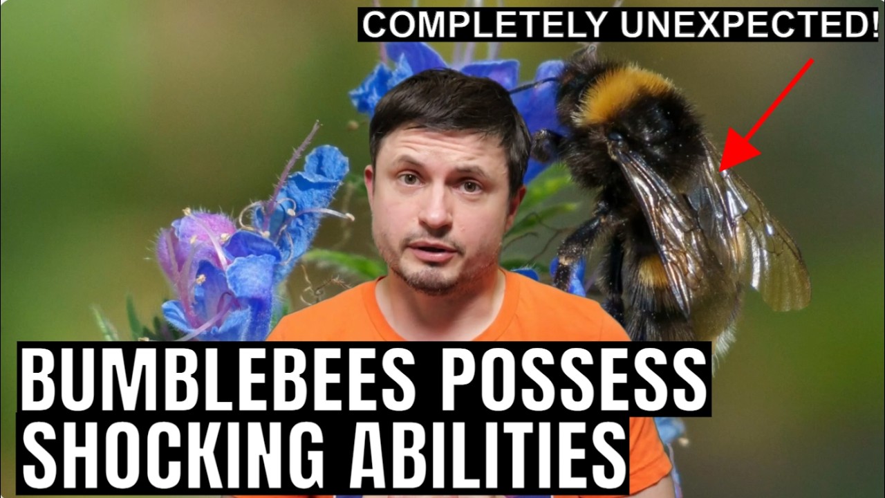 Bumblebees Can Do What?! Incredible Discoveries Nobody Expected