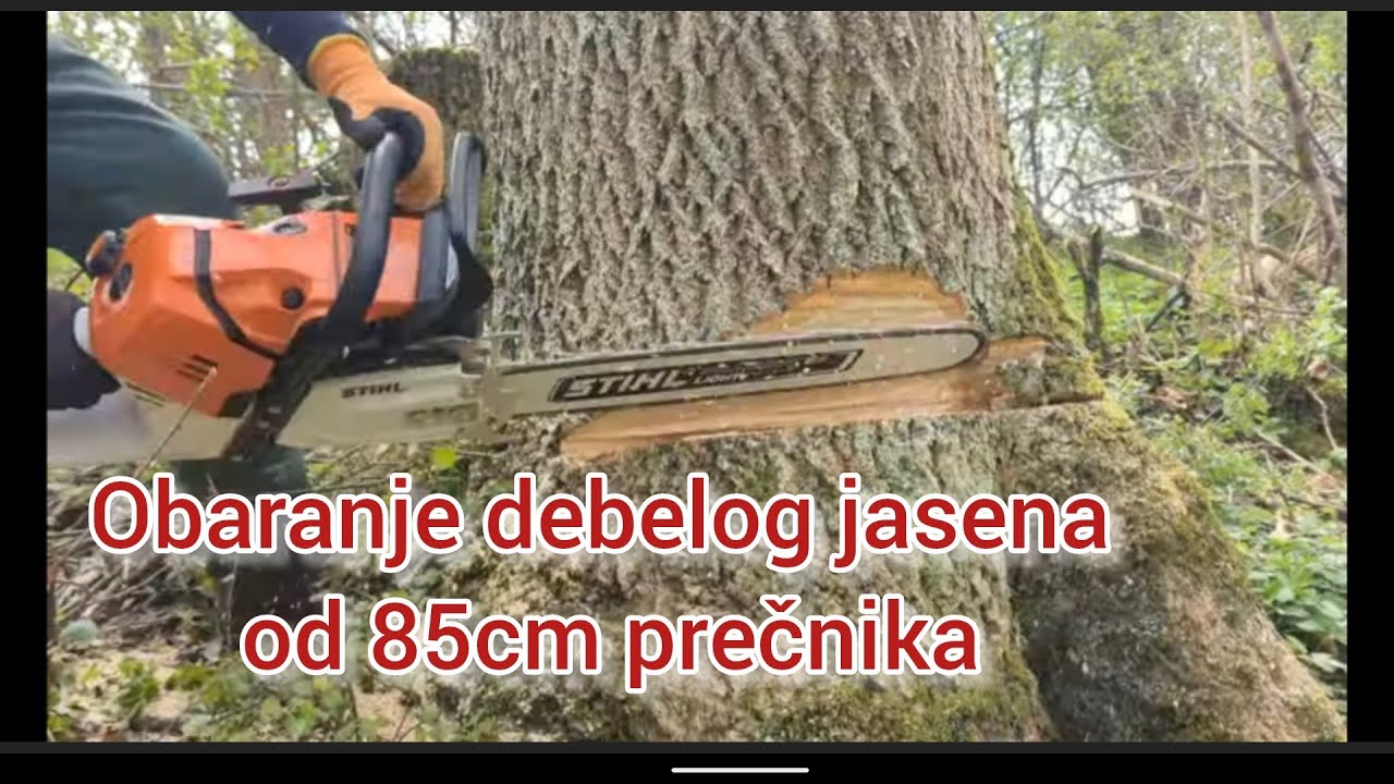 Poslednje obaranje za ovu sezonu. Prečnik  od 85 cm.