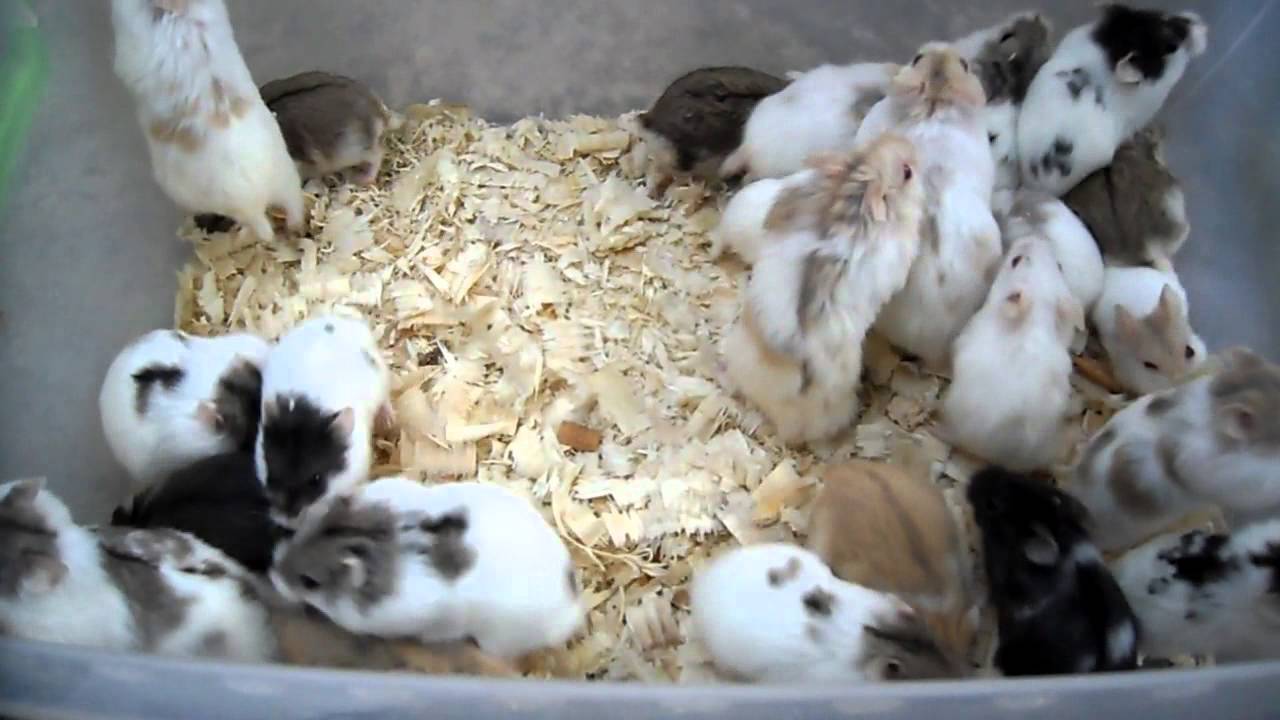 Phodopus campbelli, Mini Hamster