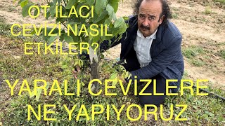 Yarali Cevi̇zlere Ne Yapiyoruz Ot İlaci Ağaca Zarar Veri̇r Mi̇? Ceviz Adam Ahmet 