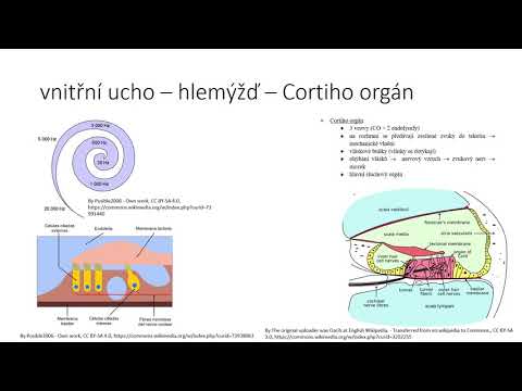 Video: Hladiny Hormonu štítné žlázy V Séru A Folikulární Tekutině A Výsledky Asistované Reprodukce