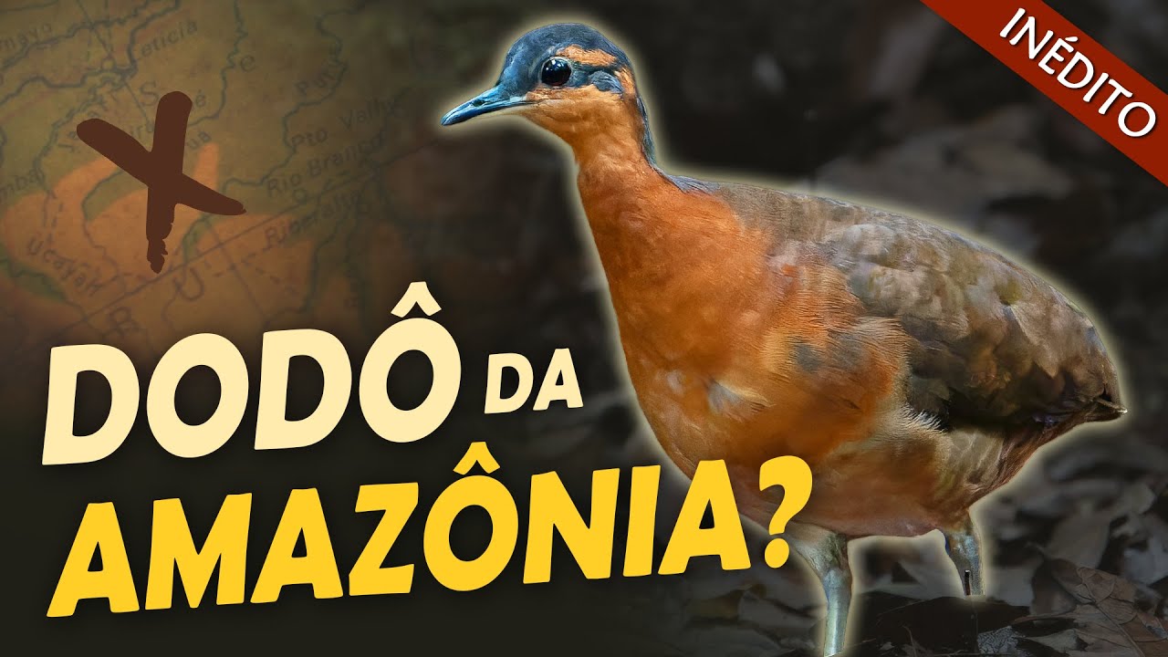 NOVA ESPÉCIE de INHAMBU é Descoberta na Amazônia! O "Dodô brasileiro"?