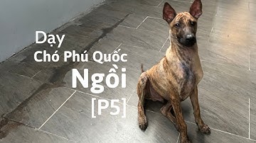 Dạy cho chó ngồi - Huấn luyện chó Phú Quốc [P5]