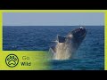 Sea Mammals - The Whole Story S01E12 - The Secrets of Nature